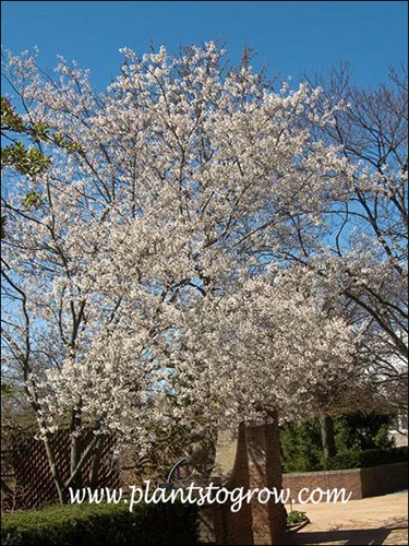 Cumulus Allegheny Serviceberry (Amelanchier laevis) 
(May 3)